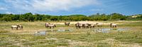 Chevaux Konik dans la réserve naturelle des Dunes de Kennemer