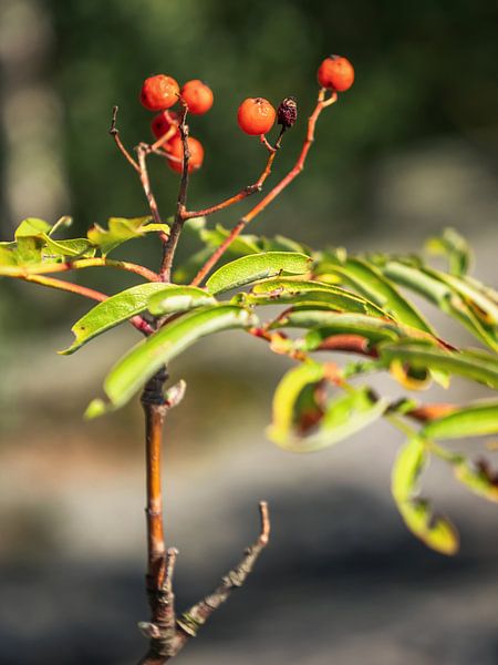 Kohlberg, Saxon Switzerland - Rowan berry by Pixelwerk