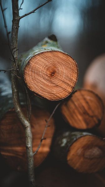 Nature morte au bois de chauffage par Pim Haring