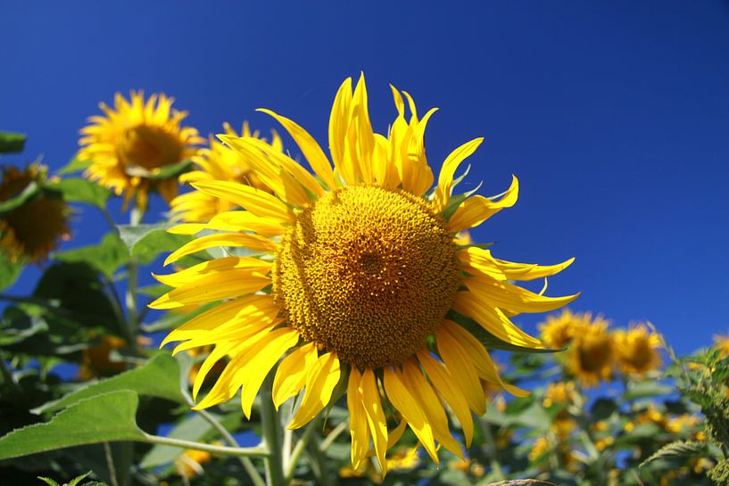 blooming sunflower by Karina Gebert