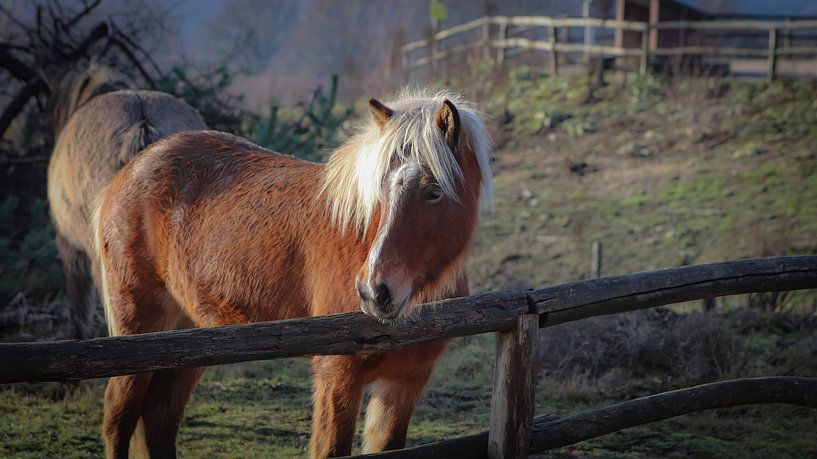 Wild horses by AciPhotography