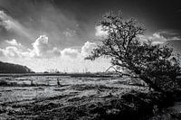 Frischer Wind am Brabantse Wal