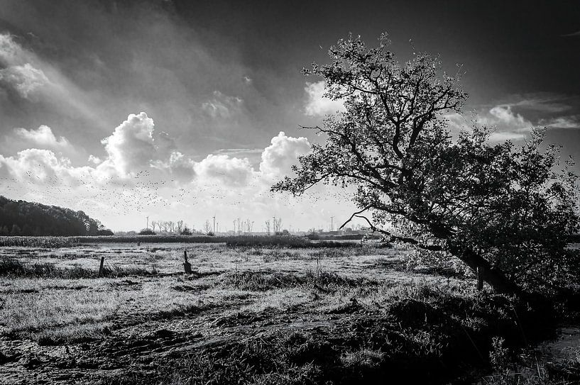 A breath of fresh air on Brabantse Wal by Geert Van Baelen