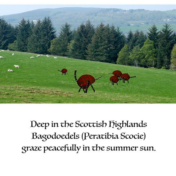 In the Scottish Highlands, Bagodoodles (Peratibia Scocie) graze peacefully in the summer sun. by Grüntyers .
