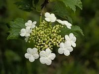 white flowers of a guelder rose