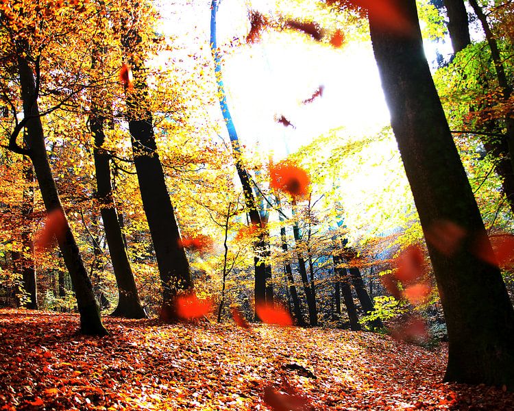 Blowin' in the wind   von Sandra Akkerman