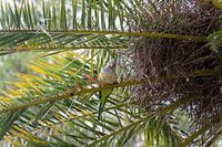 Sittich im Parque Güell, Barcelona, ​​​​Spanien