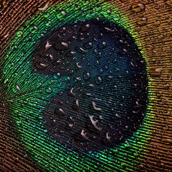 Une plume de paon &quot;carrée&quot; ! par Marjolijn van den Berg