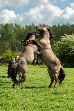 Spaziergang mit Konik-Pferden in Flevoland. von Gerry van Roosmalen
