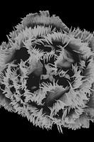 Photo en noir et blanc d'une tulipe (3)
