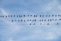 Swallows on a power line in in Puyuhuapi on the carretera austral.