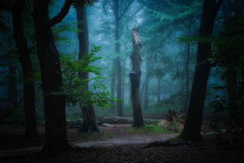 Souche d'arbre mise en évidence dans la forêt par Moetwil en van Dijk - Fotografie