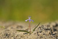 Seltene Sternhyazinthe