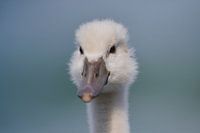 Donzy.nl - Junger Schwan - Porträt