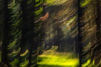 Voir le bois pour les arbres