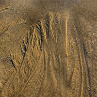 Bäume am Strand.....