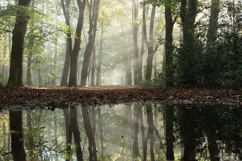 Sun harps on the Veluwe by Esther Wagensveld