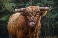 Verrückter schottischer Highlander streckt seine Zunge heraus