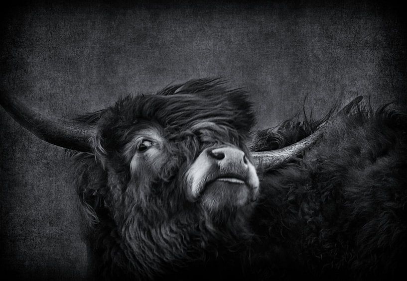 Scottish highlander black white by natascha verbij