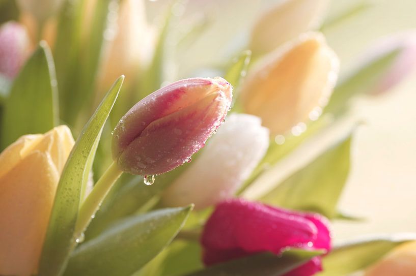 Tulpen na een regen par Tanja Riedel