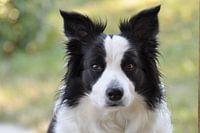 Un beau border collie