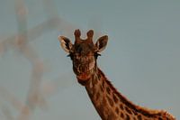Neugierige Giraffe