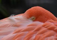 Flamant rose ou flamant rouge