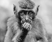Jeune singe à Ubud, Indonésie, en noir et blanc