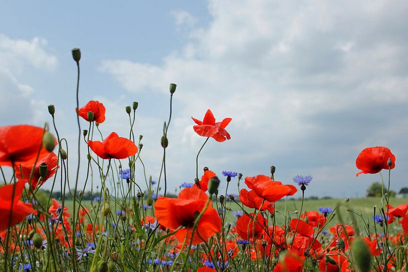 Klatschmohn von Ostsee Bilder
