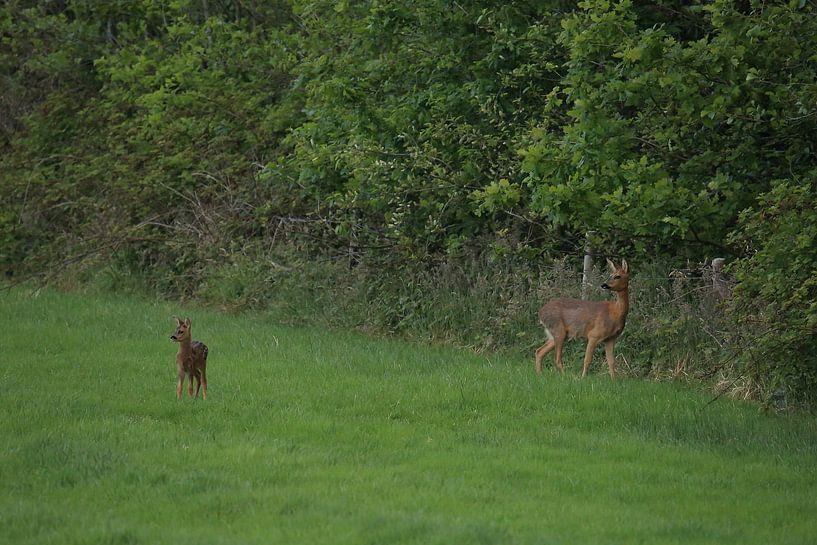 Ree von Rinnie Wijnstra (FotoAmeland )