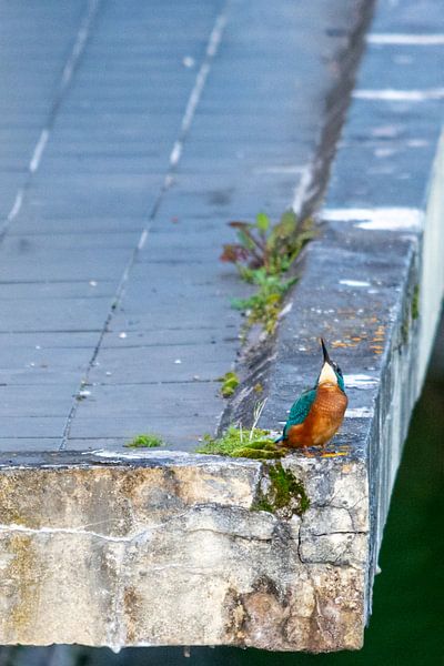 Der Eisvogel schaut auf von Peter Veerman