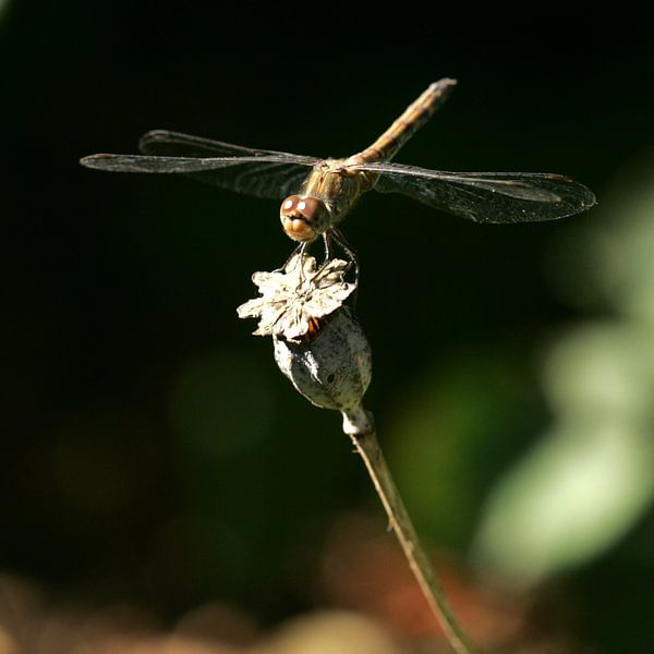 Dragonfly by Lynn van Baaren