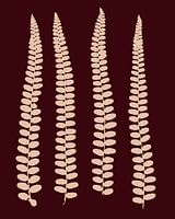 Feuilles de fougère