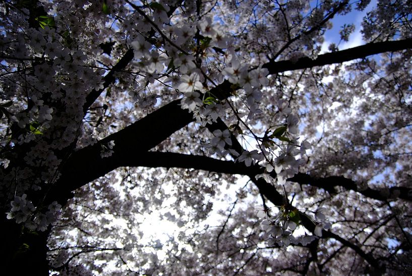 Bloesemboom by KaHoo Wong