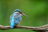 Kingfisher at rest on branch
