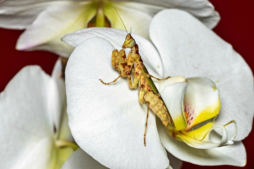 The Asian flower mantis by Roland Brack