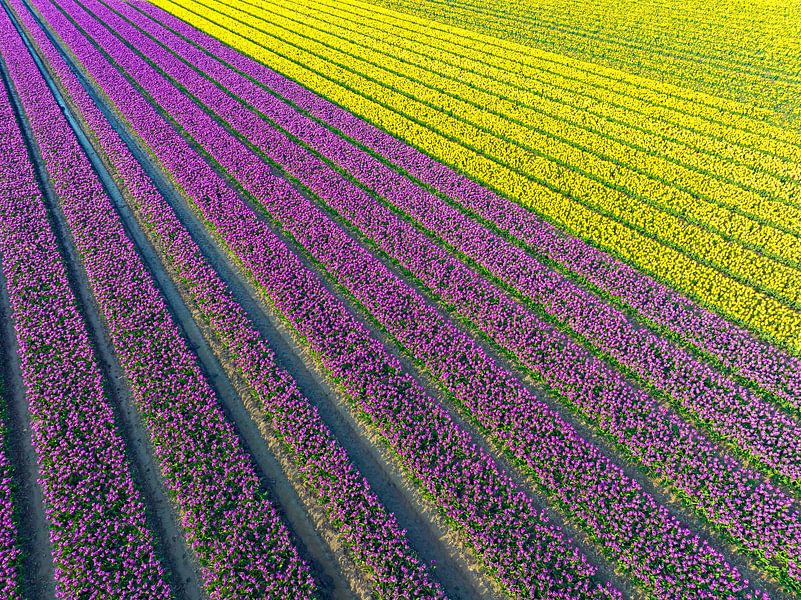 Tulpen auf Feldern im Frühling von oben gesehen von Sjoerd van der Wal Fotografie