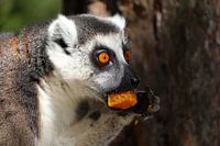 Ringtail Lemur