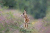 Reebok in dream mood