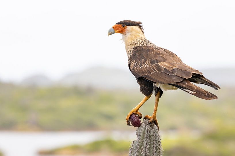 Caracara looks out over Saliña Slagbaai by Bas Ronteltap