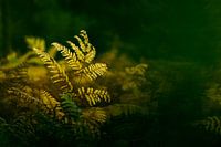 Ferns