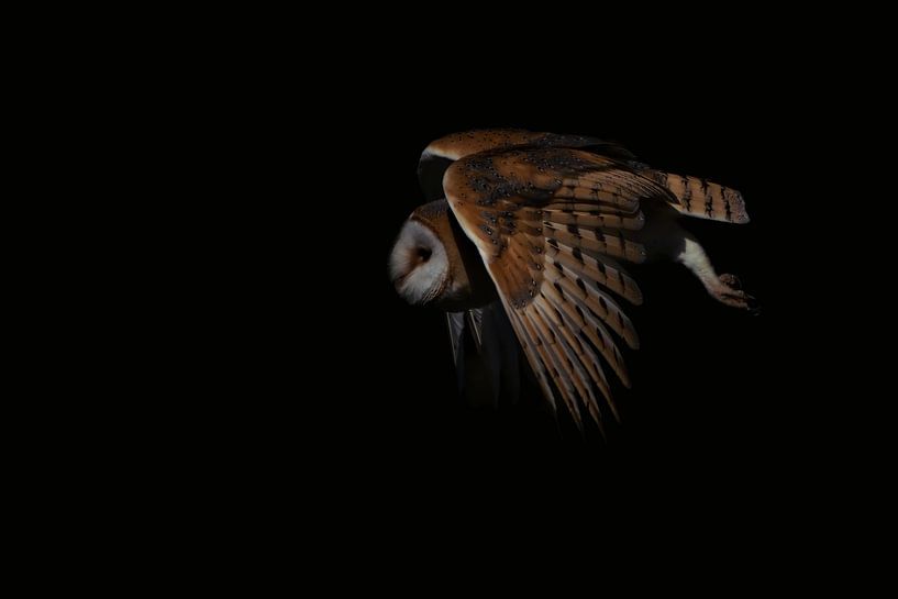 Flying barn owl. by Albert Beukhof