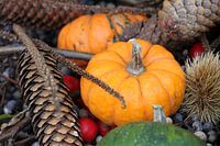 Sphères d'automne - citrouille, pomme de pin, cynorrhodon et châtaigne