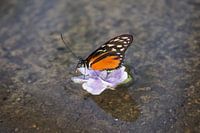 Monarchvlinder op bloem in het water