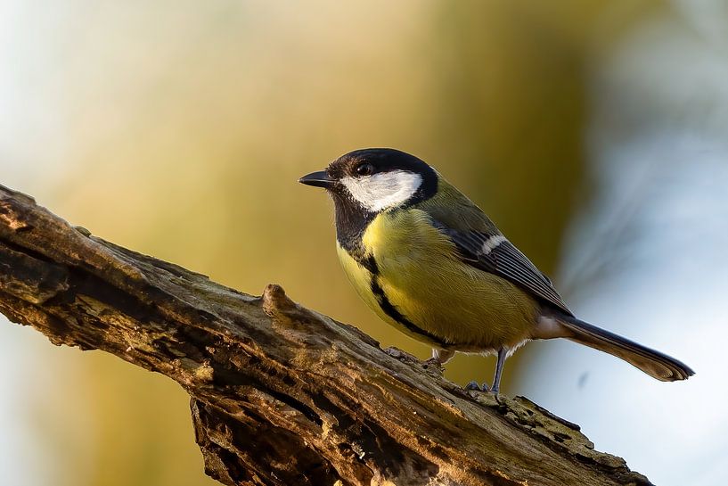 Kohlmeise von bryan van willigen