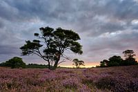 Sunrise Zuiderheide, (Hilversum, Hollande du Nord)