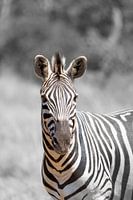 The art of black and white in nature