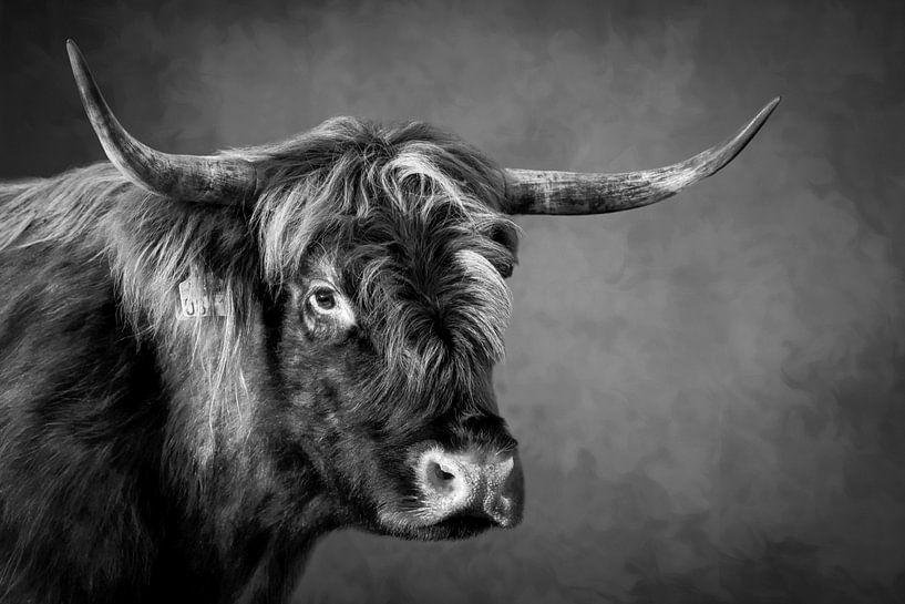 Scottish Highlander: tough portrait in black and white by By Marjolein Design