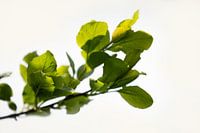 branche de printemps