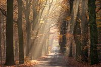 Sun rays shine through autumn leaves